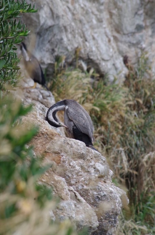 spotted_shag